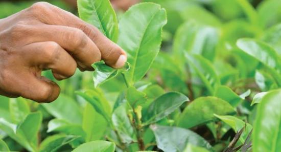 Tea yield drops by 30 percent due to drought